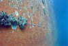 Image showing an example of underwater marine fouling on a ship hull causing excess fuel consumption and ship emissions. 